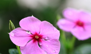 长春花第二年还长吗 长春花第二年会不会生长呢