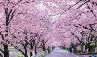 樱花树怕水淹吗 樱花树怕水多吗
