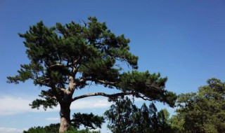 松树寓意代表什么意思 松树寓意