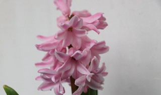 风信子花代表什么意思 风信子花的寓意