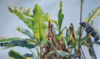 芭蕉叶寓意 芭蕉叶寓意介绍