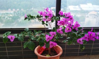 秋天三角梅可以换盆吗 秋天三角梅可不可以换盆