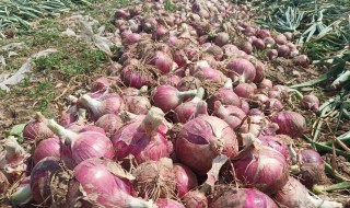 洋葱收获季节 洋葱收获季节介绍