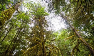 杉树的寓意 杉树的寓意介绍