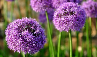 紫风信子花语 紫风信子花语是啥