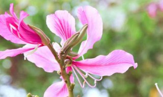 羊蹄甲花期 羊蹄甲什么时候开花