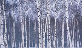 白桦树开花吗 白桦树会不会开花呢