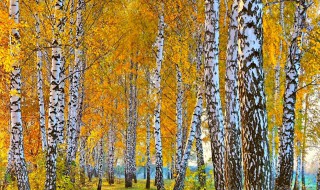 白桦树的品质和特征 白桦树的品质和特征分别是什么