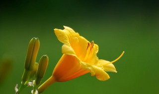 萱草有什么美称 萱草的别称