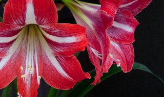 对红几月份开花 对红开花时间