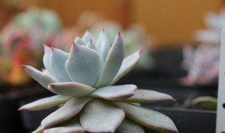 粉蓝鸟多肉好度夏吗 粉蓝鸟多肉好不好过夏天