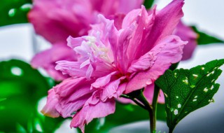 木槿花需要大盆还是小盆 木槿花需要什么盆呢