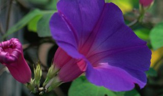 牵牛花怎么养家庭养法 牵牛花如何养家庭养法