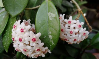 球兰花怎样养才长得快 球兰花如何养才长得快