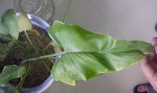 滴水观音叶子发黄下垂怎么办 滴水观音叶子发黄下垂如何处理