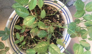 月季花叶子被虫子吃了用什么药 月季花叶子被虫子吃了用哪些药