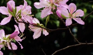 羊蹄甲下山桩好活吗 关于羊蹄甲下山桩好养活吗