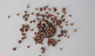 月季花籽能种吗?怎么种 月季花籽要怎样种植