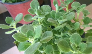 金钱树怎么养才能发出新枝 金钱树如何养才能发出新枝