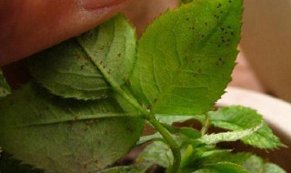 月季叶子有黑斑是什么原因 月季叶子有黑斑的原因分析