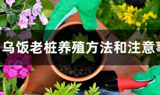 乌饭老桩养殖方法和注意事项 乌饭老桩养殖方法及注意事项