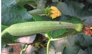 丝瓜不结瓜有什么补救方法 丝瓜不结瓜的补救方法介绍