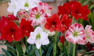 朱顶红夏天怎么养护怎么管理 朱顶红夏天如何养护如何管理