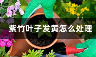 紫竹叶子发黄怎么处理 紫竹叶子发黄的处理方法