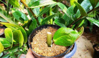 金钱树怎么扦插生根快 金钱树扦插生根快方法