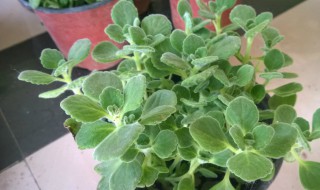 耐低温的绿植花卉 耐低温的绿植花卉有哪些