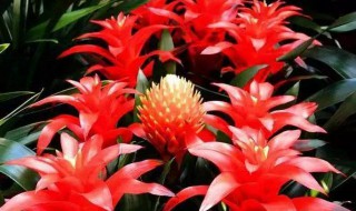 鸿运当头花叶有斑了怎么办 鸿运当头花叶有斑了解决方法