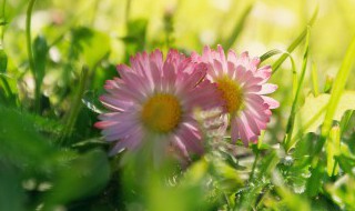 院子背阴的地方适合种什么 院子背阴的地方适合种什么植物