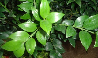 水培七叶莲的养殖方法 水培七叶莲的养殖方法是怎样的