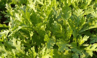 茼蒿种植时间及方法 茼蒿种植时间及方法介绍