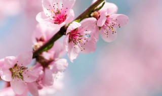 七月份桃树嫁接方法 七月份桃树怎么嫁接