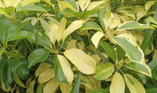 鸭脚木叶子发黑掉了是怎么回事 关于鸭脚木叶子发黑掉了是怎么回事