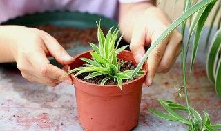 紫吊兰怎么扦插 紫吊兰的扦插方法