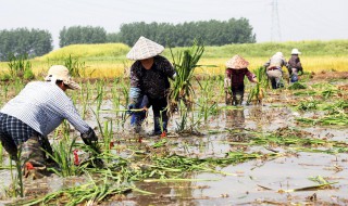 茭白种植技术与管理 茭白怎么种植