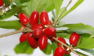 神秘果种植方法和管理 神秘果养殖方法是什么