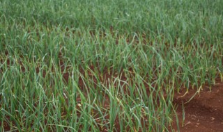 苏丹草种子的种植方法 苏丹草种子的种植方法