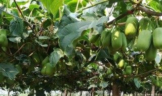 软枣猕猴桃的种植和修剪技术 软枣猕猴桃种植和修剪技术