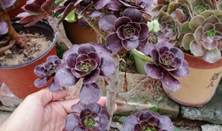 法师叶子上有黑点是怎么回事 法师叶子上有黑点是什么情况