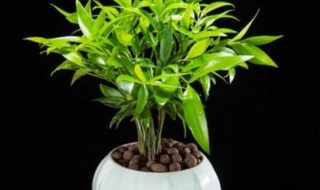 长寿竹的养殖方法和注意事项怎么养 长寿竹的养殖方法和注意事项如何养