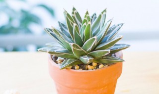 笹之雪的养殖方法 笹之雪的种植方法