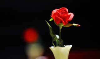 保加利亚玫瑰花语 保加利亚玫瑰花语是什么