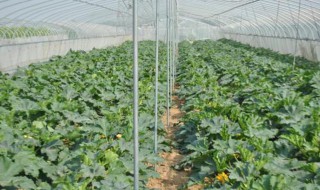 角瓜的种植方法和管理 角瓜怎么种植