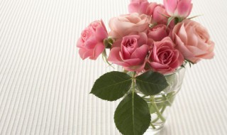 泡泡玫瑰为什么养不开 泡泡玫瑰养不开怎么回事