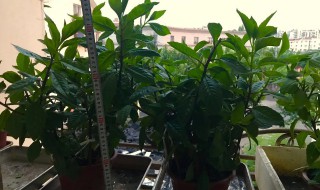 盆栽三七怎么养 盆栽三七如何养