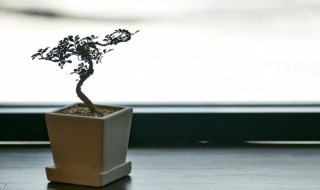 盆景养护与管理方法 盆景养护与管理方法有哪些