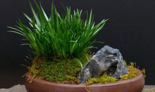 菖蒲草怎么养 菖蒲草如何养